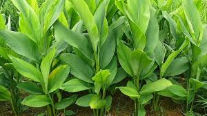 Turmeric Plant "Yellow"