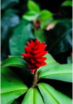 Spiral Ginger (Costus Barbatus)