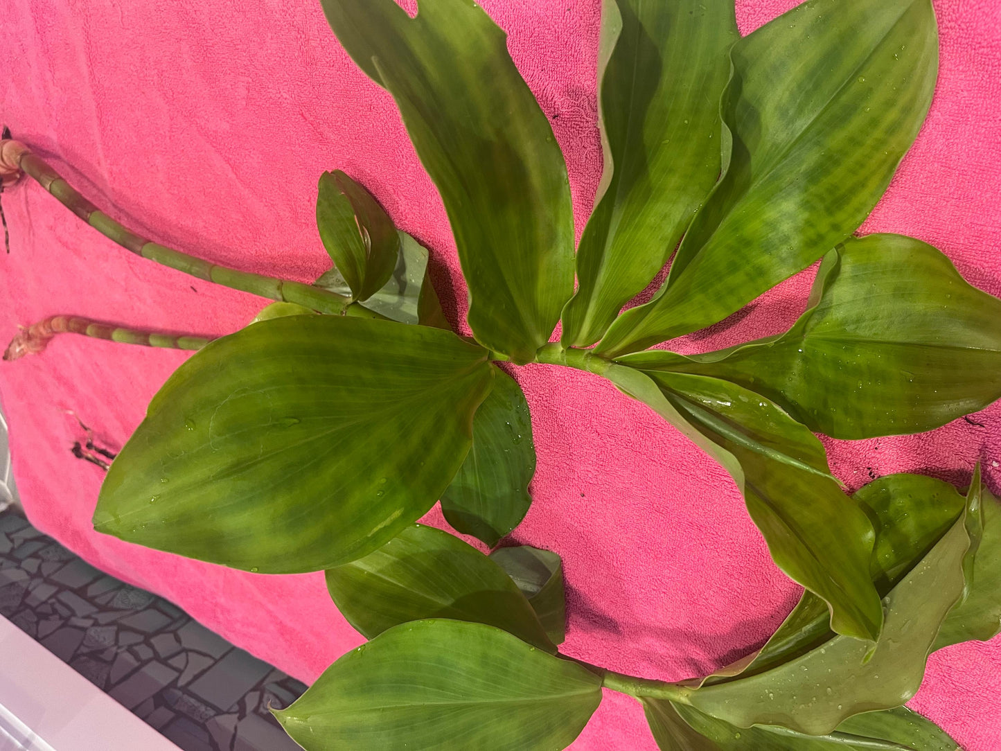 Spiral Ginger (Costus Barbatus)
