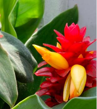 Spiral Ginger (Costus Barbatus)