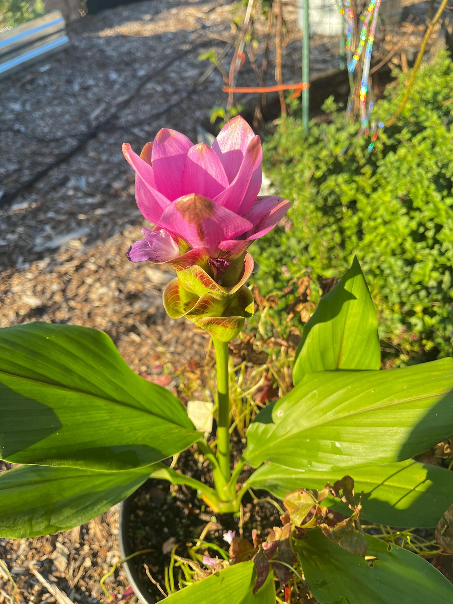 Siam Ginger "Curcuma" (Tulip Ginger) Pink
