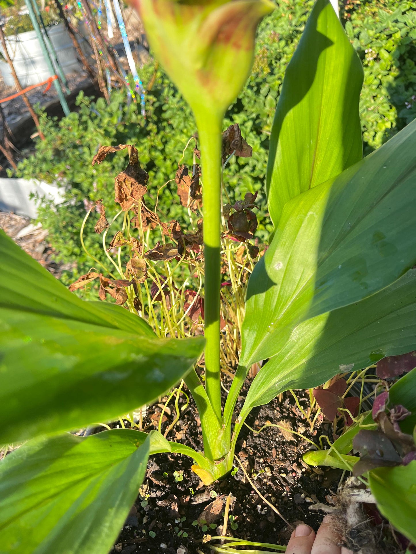 Siam Ginger "Curcuma" (Tulip Ginger) Pink