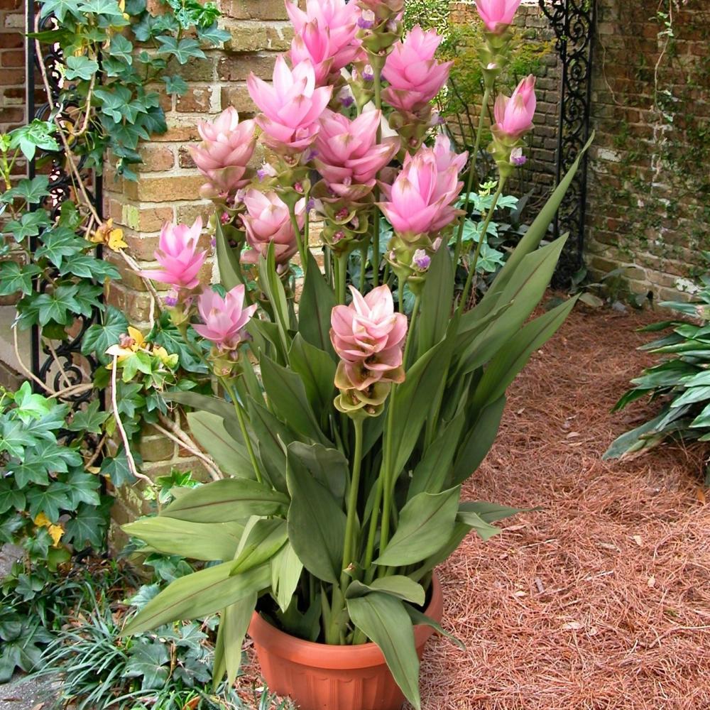 Siam Ginger "Curcuma" (Tulip Ginger) Pink