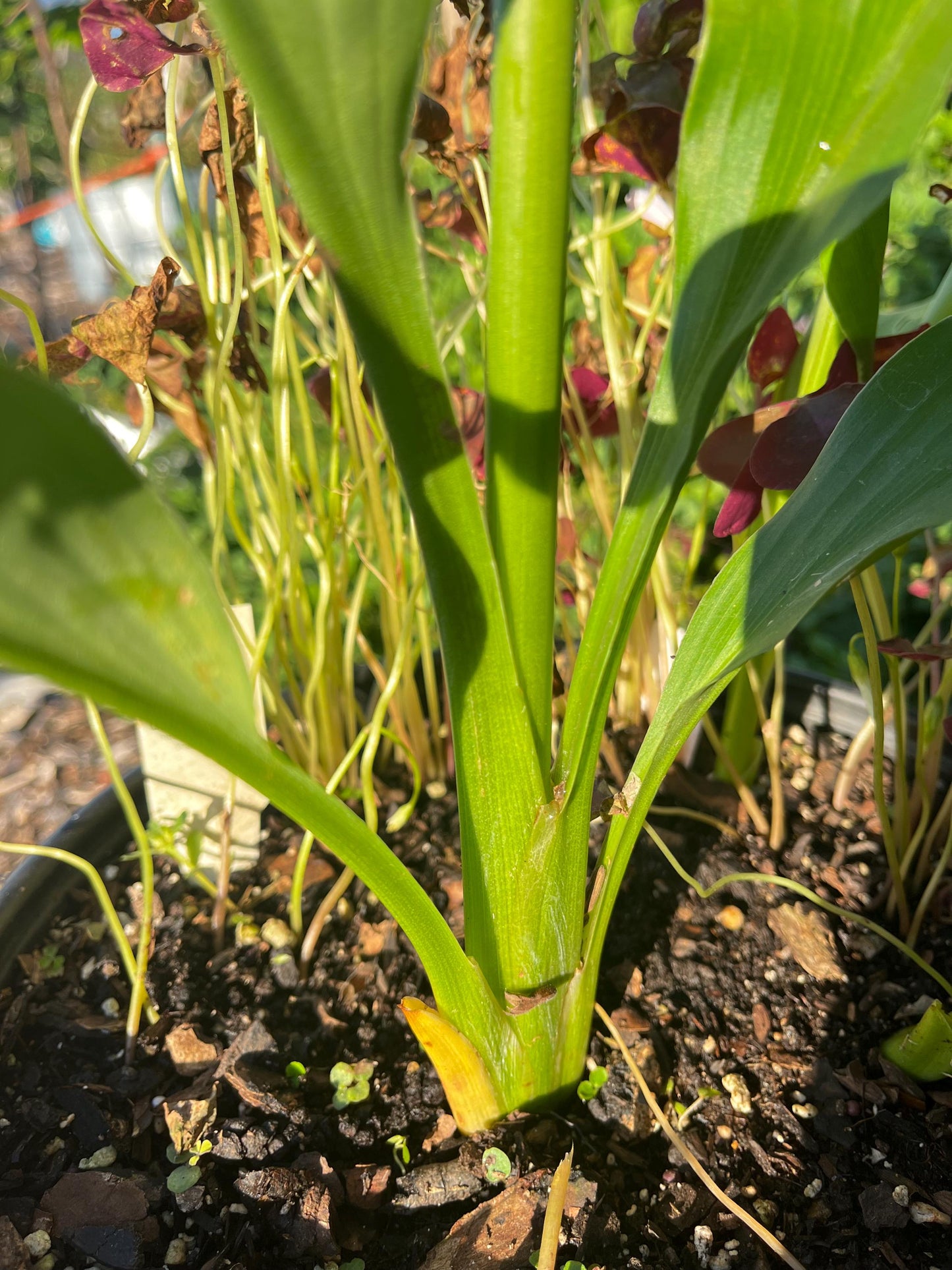Siam Ginger "Curcuma" (Tulip Ginger) Pink