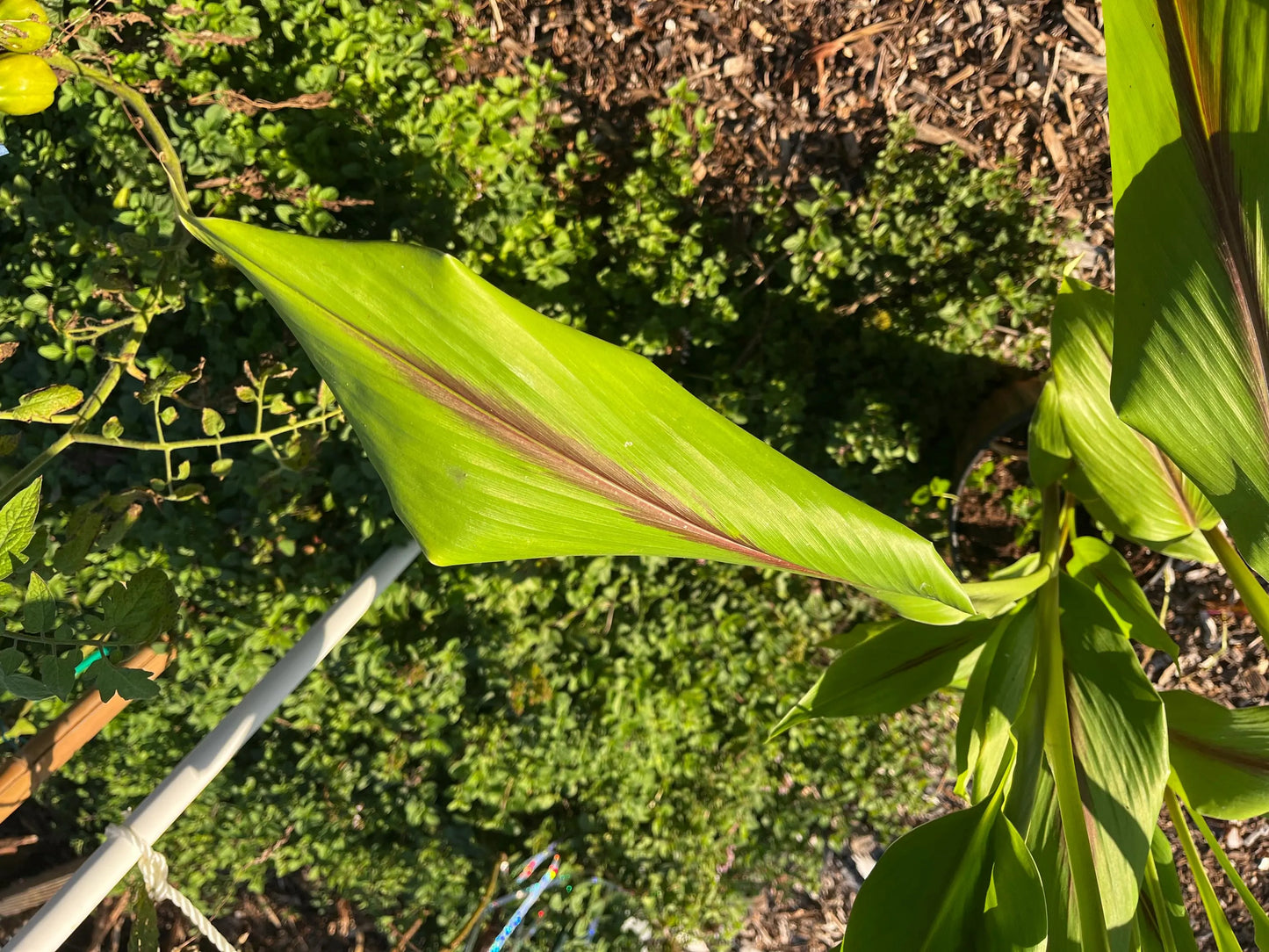 Blue Turmeric (Curcuma Cassia)