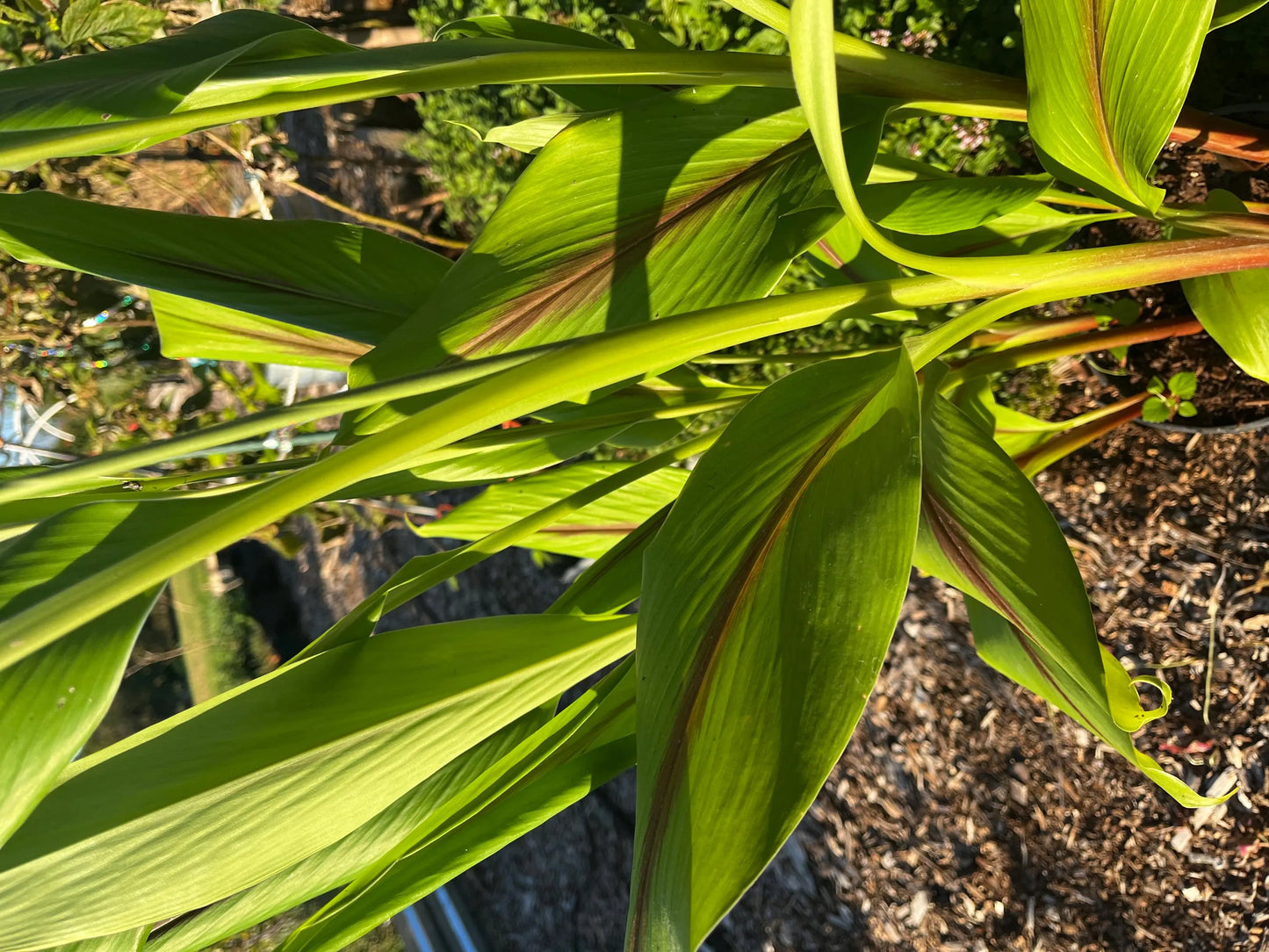 Blue Turmeric (Curcuma Cassia)