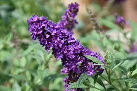Butterfly Bush (Buddleia) "Ultra Violet"