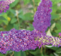 Butterfly Bush (Buddleia) "Ultra Violet"