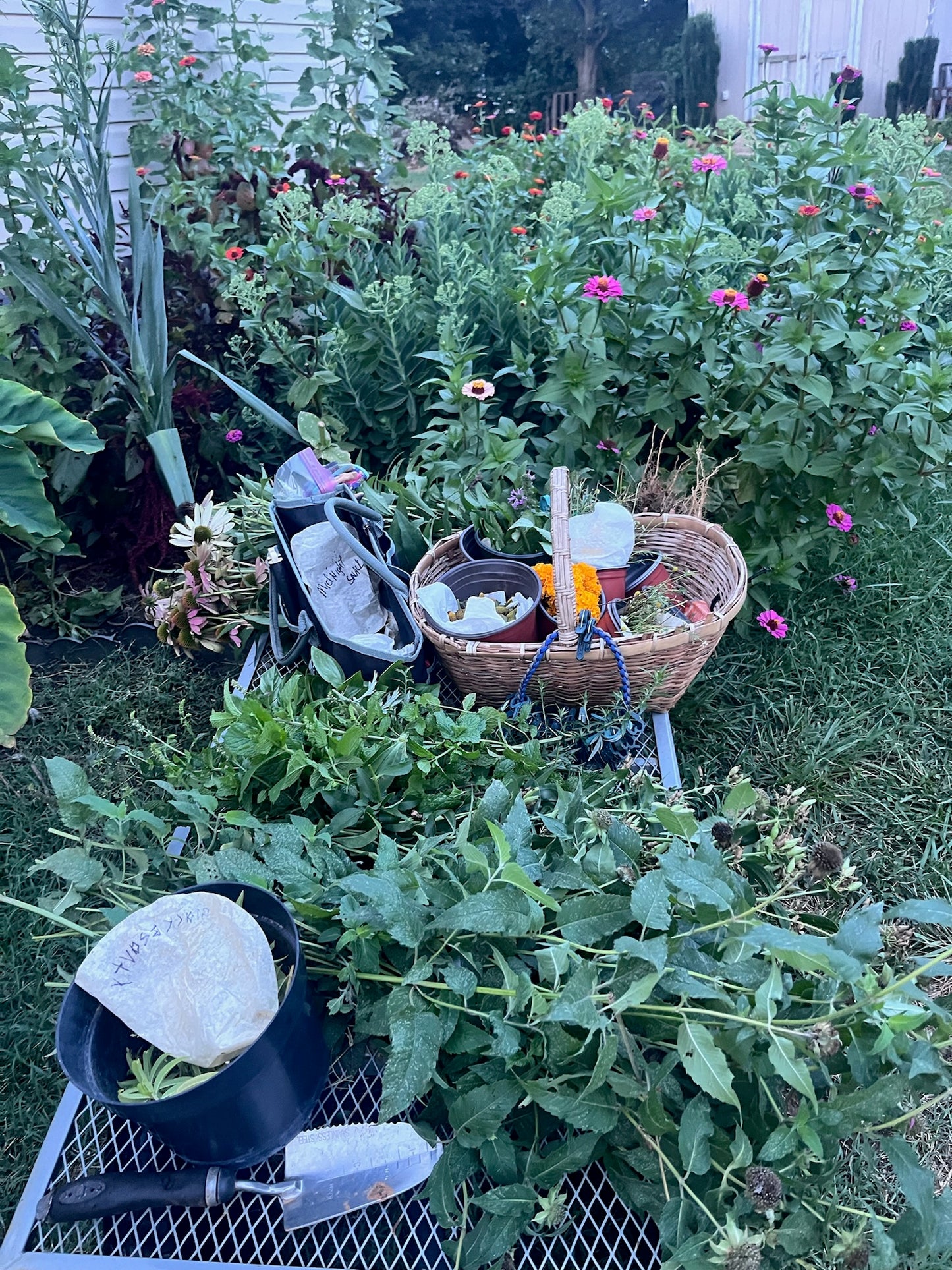 Stinging Butterfly- all in one- Immune support & antiviral