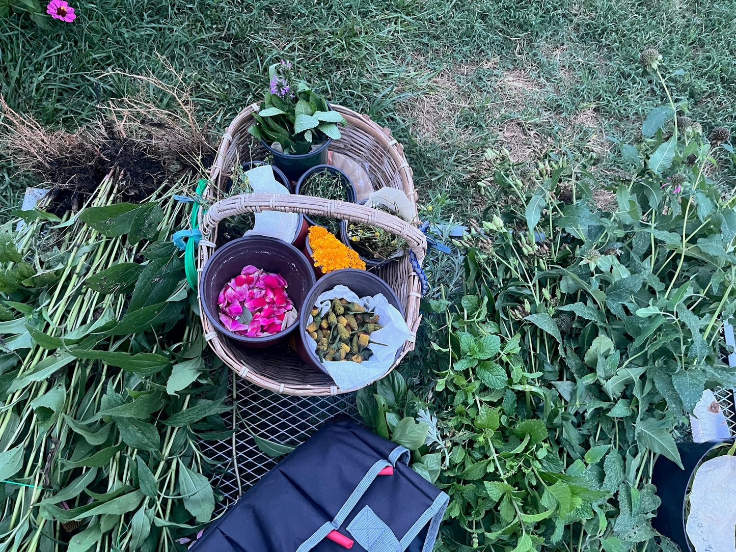 Stinging Butterfly- all in one- Immune support & antiviral