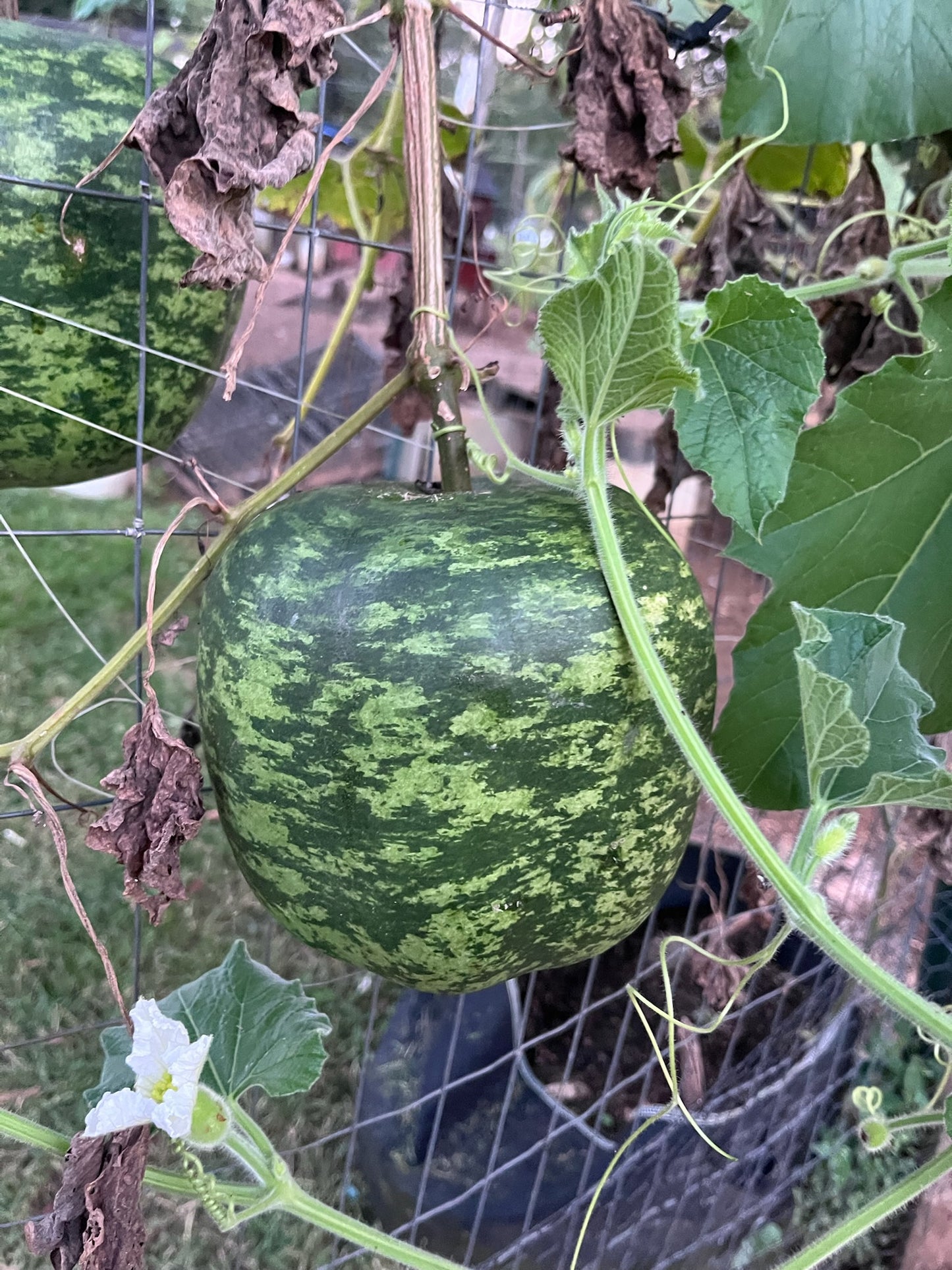 Pink is Power Gourd Lamp
