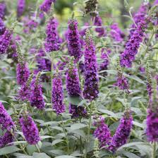 Butterfly Bush (Buddleia) "Ultra Violet"
