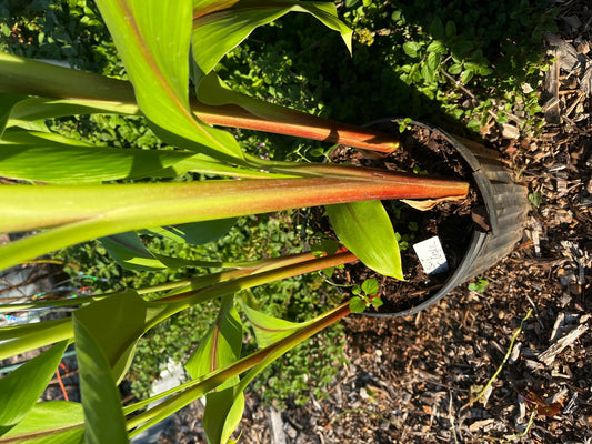 Blue Turmeric (Curcuma Cassia)